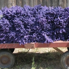 B & B Family Farm Inc