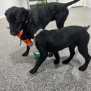 Laykes Country Kennels - Pet Boarding & Kennels