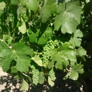 Fulton Winery Inc