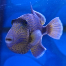 Ocean World Corals