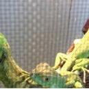 Santa Cruz Animal Clinic - Veterinarians