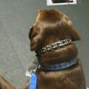 Dogsense Obedience, INC - Pet Training