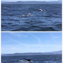 Monterey Bay Whale Watch - Boat Rental & Charter