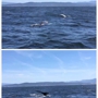 Monterey Bay Whale Watch