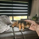 All Pets Considered - Pet Services