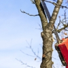 C. S. Tree Service gallery