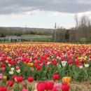 Burnside Farms - Farms