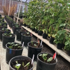 OSU Greenhouse Operation