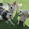 Pampered Pets Bed & Biscuit gallery