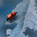 All County Exterminators - Pest Control Equipment & Supplies