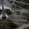 Wildlife Pro gallery