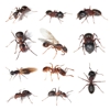 A2Z Pest Control gallery