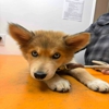 Greene County Vet Clinic gallery
