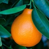South Naples Citrus Grove gallery