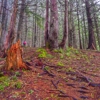 Wallace Falls State Park gallery