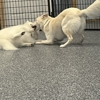 Your Dog's Best Days gallery