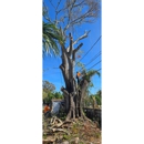 Gulf Coast Property Maintenance - Tree Service