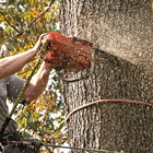 Potanovic & Sons Professional Tree Care