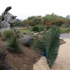 Los Angeles County Arboretum gallery