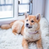 Moore Pet Supplies gallery