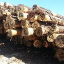 DeSoto Treated Materials - Piling