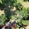 Aerial Tree Service gallery