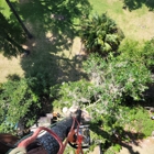 Aerial Tree Service