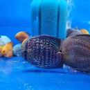Aquatic Wildlife - Aquariums & Aquarium Supplies