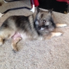 Kellie's Classy K-9'S gallery