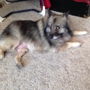 Kellie's Classy K-9'S - Pet Grooming
