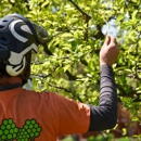 Ahlum & Arbor Tree Preservation - Arborists