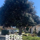 Ernie Ureno Tree Service - Tree Service