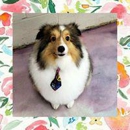 Woof Gang Bakery & Grooming Berwick - Pet Services