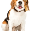 Misfits Dog Training gallery