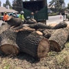 Sequoias Tree Service gallery