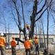 SavATree - Tree Service & Lawn Care