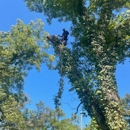 Tree Masters Tree Service - Tree Service