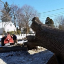 Northeast Tree Services - Arborists