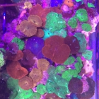 Ellis Aquatics