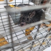 Critter Control of Kaw Valley gallery