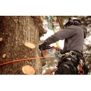 Total Tree Care Specialists - Stump Removal & Grinding