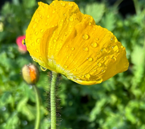 Golden Nursery - San Mateo, CA