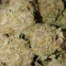 Sticky Farms - Botanical Gardens