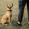 Glorified Canine Training gallery