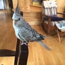 Schroon River Animal Hospital - Veterinarians