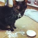 Manhattan Cat Specialists - Veterinary Clinics & Hospitals