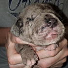 Buddy's Dog School, Inc