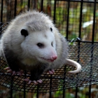 Critter Control of Southwest Florida