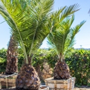 Moon Valley Nurseries - Nurseries-Plants & Trees
