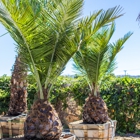 Moon Valley Nurseries